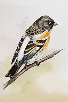 Brambling (Fringilla montifringilla), perching on a branch, side view Brambling (Fringilla montifringilla), perching on a branch, side view