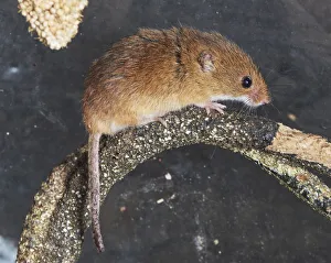 branch, captive animals, eurasian harvest mouse, furry, mammology, micromys minutus branch, captive animals, eurasian harvest mouse, furry, mammology, micromys minutus