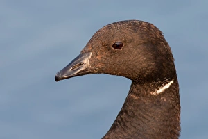<b class=qtipBold><figcaption>Brant Goose</figcaption></b><br><em>© Jim Cumming</em> Brant Goose