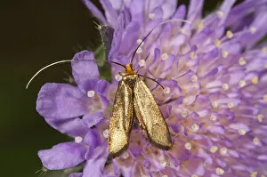 Brassy long-horn -Nemophora metallica-, female looking for nectar, Untergroeningen Brassy long-horn -Nemophora metallica-, female looking for nectar, Untergroeningen