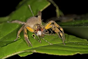 Brazilian Wandering Spider or Banana Spider, Phoneutria genus, spider family Ctenidae, Tambopata Nature Reserve, Madre de Dios Region, Peru