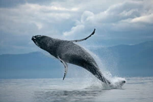 United States Of America Collection: Breaching Humpback Whale, Alaska