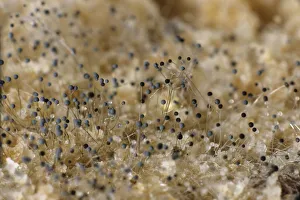 Bread mould under a microscope, white mould, fungus -Mucor sp.-, Germany, Europe Bread mould under a microscope, white mould, fungus -Mucor sp.-, Germany, Europe