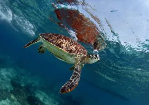 <b class=qtipBold><figcaption>Breath</figcaption></b><br>Sea turtle rest near the surface. And take a breath time to time.<br><em>© Andrey Narchuk</em> Breath