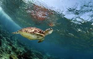 <b class=qtipBold><figcaption>Breath</figcaption></b><br>Sea turtle and it's need to breathing time to time. One breath for ten or may be more minutes!<br><em>© Andrey Narchuk</em> Breath