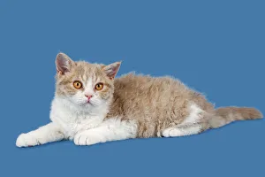 Breed Selkirk Rex Kitten, 14 weeks old, color lilac mackerel tabby white Breed Selkirk Rex Kitten, 14 weeks old, color lilac mackerel tabby white