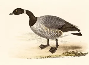 Brent goose , 19 century science illustration Brent goose , 19 century science illustration