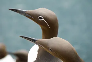 Bridled Guillemot, Common Murre (Uria aalge), Farne islands, England Bridled Guillemot, Common Murre (Uria aalge), Farne islands, England