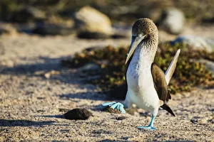 Bright blue feet stand out on a walking blue-footed booby Bright blue feet stand out on a walking blue-footed booby