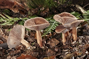 Bright Orange Milkcap -Lactarius aurantiofulvus-, Untergroningen, Abtsgmuend Bright Orange Milkcap -Lactarius aurantiofulvus-, Untergroningen, Abtsgmuend