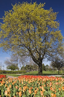 Bright orange and red tulip beds against a deciduous tree in a public garden, Old Terrebonne, Quebec, Lanaudiere Bright orange and red tulip beds against a deciduous tree in a public garden, Old Terrebonne, Quebec, Lanaudiere