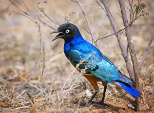 Bright Vibrant Colors of a Superb Starling in Samburu, Kenya Bright Vibrant Colors of a Superb Starling in Samburu, Kenya