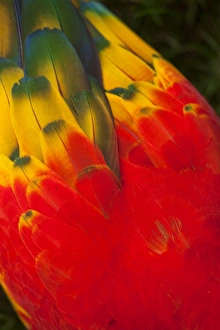 Scarlet Macaws (Ara macao), S. America