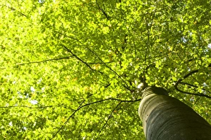 Brightly lit canopy of a Beech (Fagus), Wohldorf Forest, Hamburg, Germany, Europe Brightly lit canopy of a Beech (Fagus), Wohldorf Forest, Hamburg, Germany, Europe