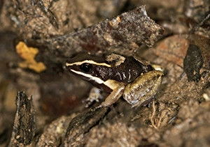 Brilliant-thighed Poison Frog -Allobates femoralis-, male carrying its young on his back, Tambopata Nature Reserve Brilliant-thighed Poison Frog -Allobates femoralis-, male carrying its young on his back, Tambopata Nature Reserve
