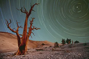 Bristlecone pines (Pinus Longaeva) and startrails Bristlecone pines (Pinus Longaeva) and startrails
