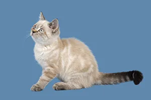 British Shorthair Kitten, 10 weeks, Color Seal Lynx Point British Shorthair Kitten, 10 weeks, Color Seal Lynx Point