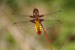 Broad-bodied chaser -Libellula depressa-, female perched on reed Broad-bodied chaser -Libellula depressa-, female perched on reed