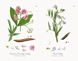 Broad-leaved Everlasting Vetchling, Lathyrus latifolius, Victorian Botanical Illustration Broad-leaved Everlasting Vetchling, Lathyrus latifolius, Victorian Botanical Illustration