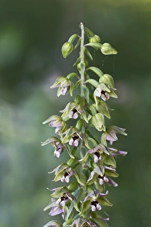 Broad-leaved Helleborine -Epipactis helleborine-, Burgenland, Austria Broad-leaved Helleborine -Epipactis helleborine-, Burgenland, Austria