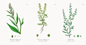 Broad leaved Pepperwort, Lepidium latifolium, Victorian Botanical Illustration, 1863 Broad leaved Pepperwort, Lepidium latifolium, Victorian Botanical Illustration, 1863