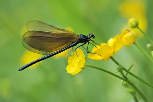 Broad-winged damselfly -Calopterygidae- on twinflowered marsh marigold -Caltha- Broad-winged damselfly -Calopterygidae- on twinflowered marsh marigold -Caltha-