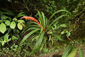 Bromeliad -Bromeliaceae- in flower, Monteverde National Park, Costa Rica, Central America Bromeliad -Bromeliaceae- in flower, Monteverde National Park, Costa Rica, Central America