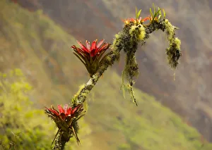 Bromeliads line mountains that surround Machu Picchu, Machu Picchu, Peru Bromeliads line mountains that surround Machu Picchu, Machu Picchu, Peru
