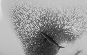 Bronze whaler shark attacks a sardine bait ball during the sardine run, Wild Coast Bronze whaler shark attacks a sardine bait ball during the sardine run, Wild Coast