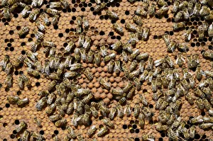 Brood comb with drone brood surrounded by worker bees -Apis mellifera var. carnica- Brood comb with drone brood surrounded by worker bees -Apis mellifera var. carnica-