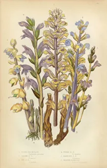 Broomrape, Clove, Orobanche, Red Broomrape, Toothwort, Victorian Botanical Illustration Broomrape, Clove, Orobanche, Red Broomrape, Toothwort, Victorian Botanical Illustration