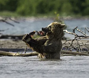 Brown bear bites off the tail first after it has just caught a sockeye salmon in the Brown bear bites off the tail first after it has just caught a sockeye salmon in the