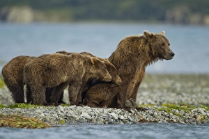 Brown Bear and Cubs, Katmai National Park, Alaska Brown Bear and Cubs, Katmai National Park, Alaska