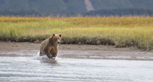 <b class=qtipBold><figcaption>Brown Bear Fishing</figcaption></b><br>A coastal brown bear chases salmon through a creek in Katmai National Park and Preserve, Alaska.<br><em>© 2015 Hanna Glafke</em> Brown Bear Fishing