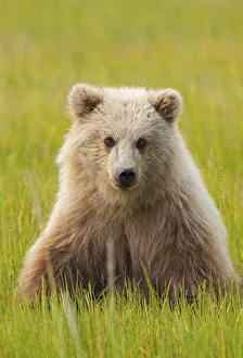 Brown bear, Lake Clark National Park, Alaska, USA Brown bear, Lake Clark National Park, Alaska, USA