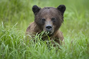Brown Bear, Misty Fiords National Monument, Alaska Brown Bear, Misty Fiords National Monument, Alaska