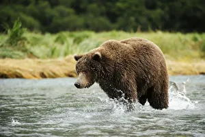 Brown Bear -Ursus arctos- catching salmon, Katmai National Park, Alaska Brown Bear -Ursus arctos- catching salmon, Katmai National Park, Alaska