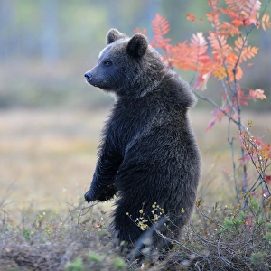 Brown Bear -Ursus arctos- cub standing on its hindlegs in the autumnally coloured taiga Brown Bear -Ursus arctos- cub standing on its hindlegs in the autumnally coloured taiga