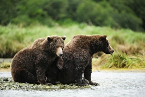 Brown Bear -Ursus arctos-, female with her offspring, 2 years, sitting on the riverbank, waiting for salmon Brown Bear -Ursus arctos-, female with her offspring, 2 years, sitting on the riverbank, waiting for salmon