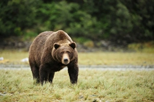 Brown Bear -Ursus arctos-, Katmai National Park, Alaska Brown Bear -Ursus arctos-, Katmai National Park, Alaska