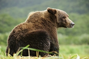 Brown Bear -Ursus arctos- sitting in the grass, Katmai National Park, Alaska Brown Bear -Ursus arctos- sitting in the grass, Katmai National Park, Alaska