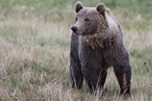 Brown Bear -Ursus arctos- in Skandinavisk Dyrepark or Scandinavian Wildlife Park, Jutland Brown Bear -Ursus arctos- in Skandinavisk Dyrepark or Scandinavian Wildlife Park, Jutland