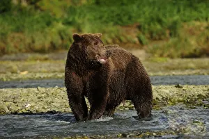 Brown Bear -Ursus arctos- standing in the river and waiting for salmon, Katmai National Park, Alaska Brown Bear -Ursus arctos- standing in the river and waiting for salmon, Katmai National Park, Alaska