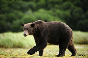 Brown Bear -Ursus arctos- walking across a meadow, Katmai National Park, Alaska Brown Bear -Ursus arctos- walking across a meadow, Katmai National Park, Alaska