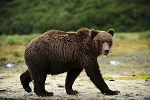 Brown Bear -Ursus arctos- walking along a riverbank, Katmai National Park, Alaska Brown Bear -Ursus arctos- walking along a riverbank, Katmai National Park, Alaska