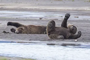 <b class=qtipBold><figcaption>Brown Bears Stretching</figcaption></b><br>Two coastal brown bears relax and stretch in Katmai National Park and Preserve, Alaska.<br><em>© 2015 Hanna Glafke</em> Brown Bears Stretching
