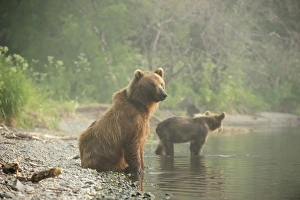 Brown Bears -Ursus arctos-, adult female with young, on the lakeshore in the early Brown Bears -Ursus arctos-, adult female with young, on the lakeshore in the early