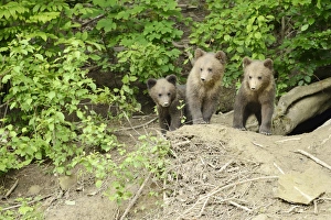 Brown Bears -Ursus arctos-, cubs standing in front of their den, captive Brown Bears -Ursus arctos-, cubs standing in front of their den, captive
