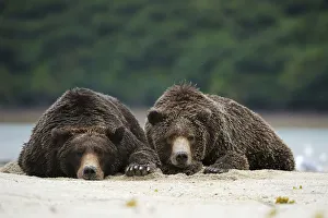 Two Brown Bears -Ursus arctos- dozing next to each other in the sand, Katmai National Park, Alaska Two Brown Bears -Ursus arctos- dozing next to each other in the sand, Katmai National Park, Alaska