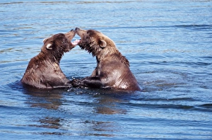Two brown bears (Ursus arctos), fighting in water Two brown bears (Ursus arctos), fighting in water